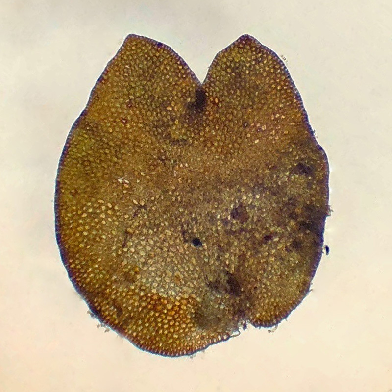 Marsupella sphacelata